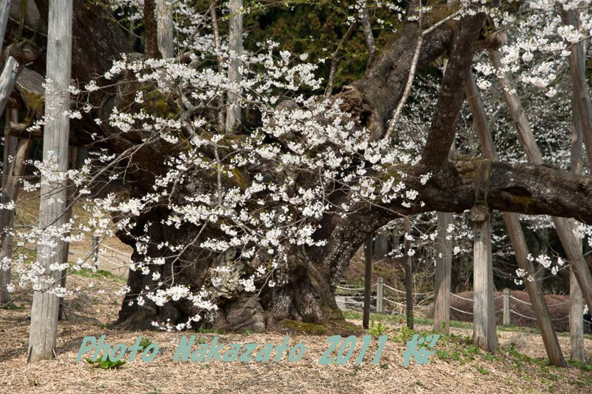 薄墨桜